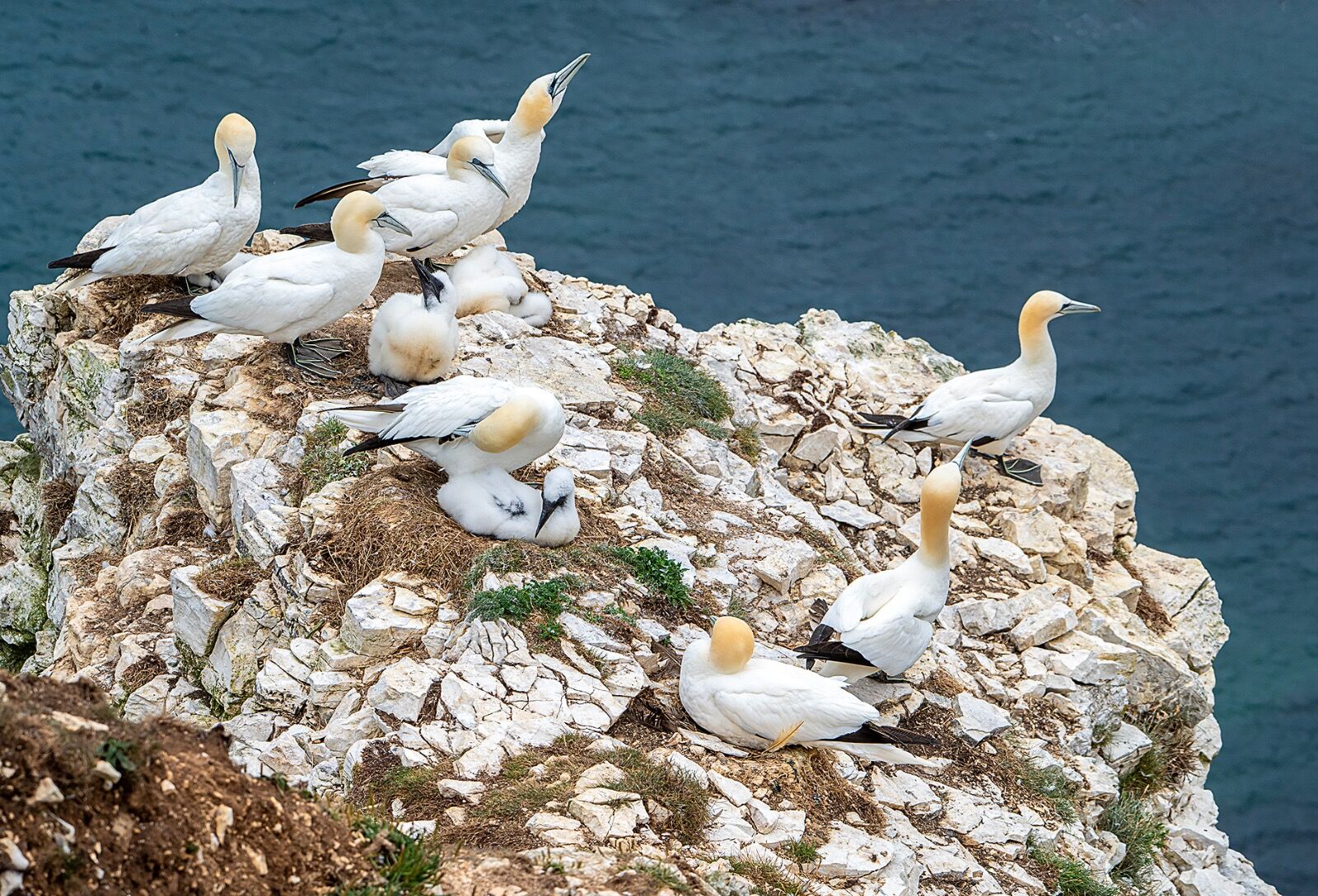 Bempton cliff gannet150725 1269