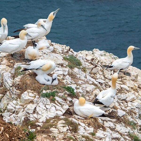 Bempton cliff gannet150725 1269