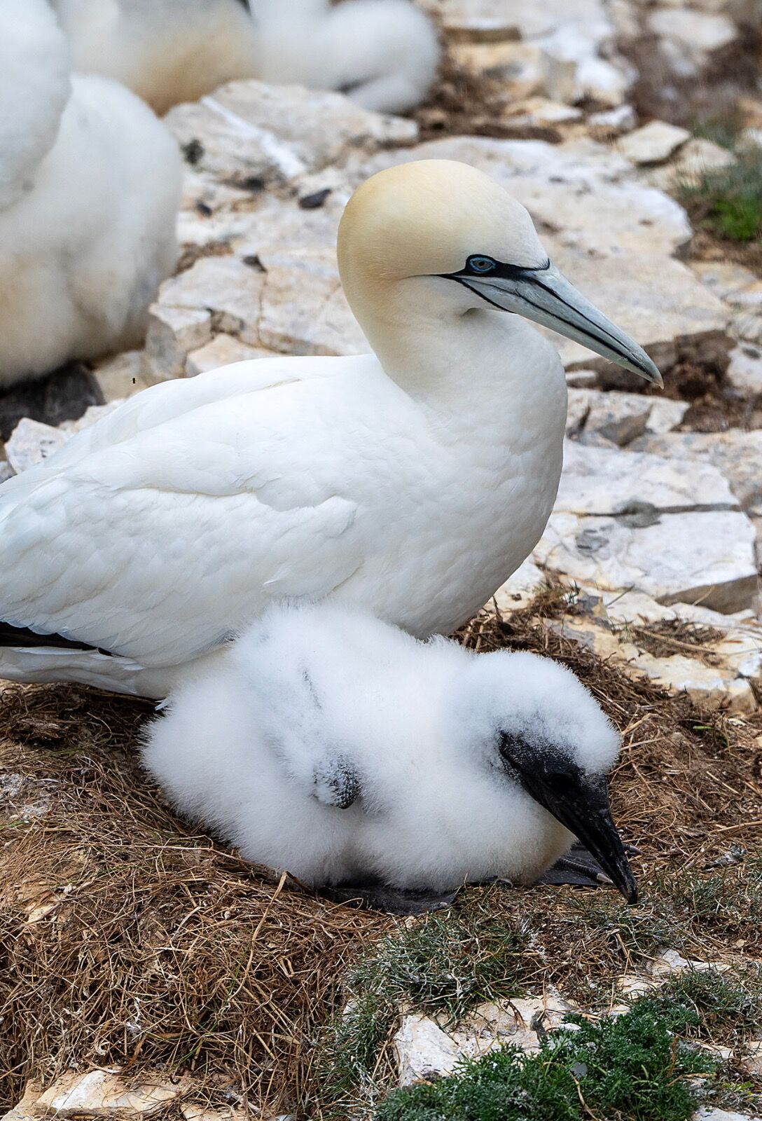 Bempton cliff gannet150725 1288