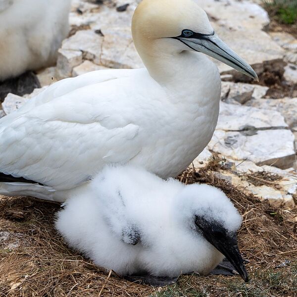 Bempton cliff gannet150725 1288
