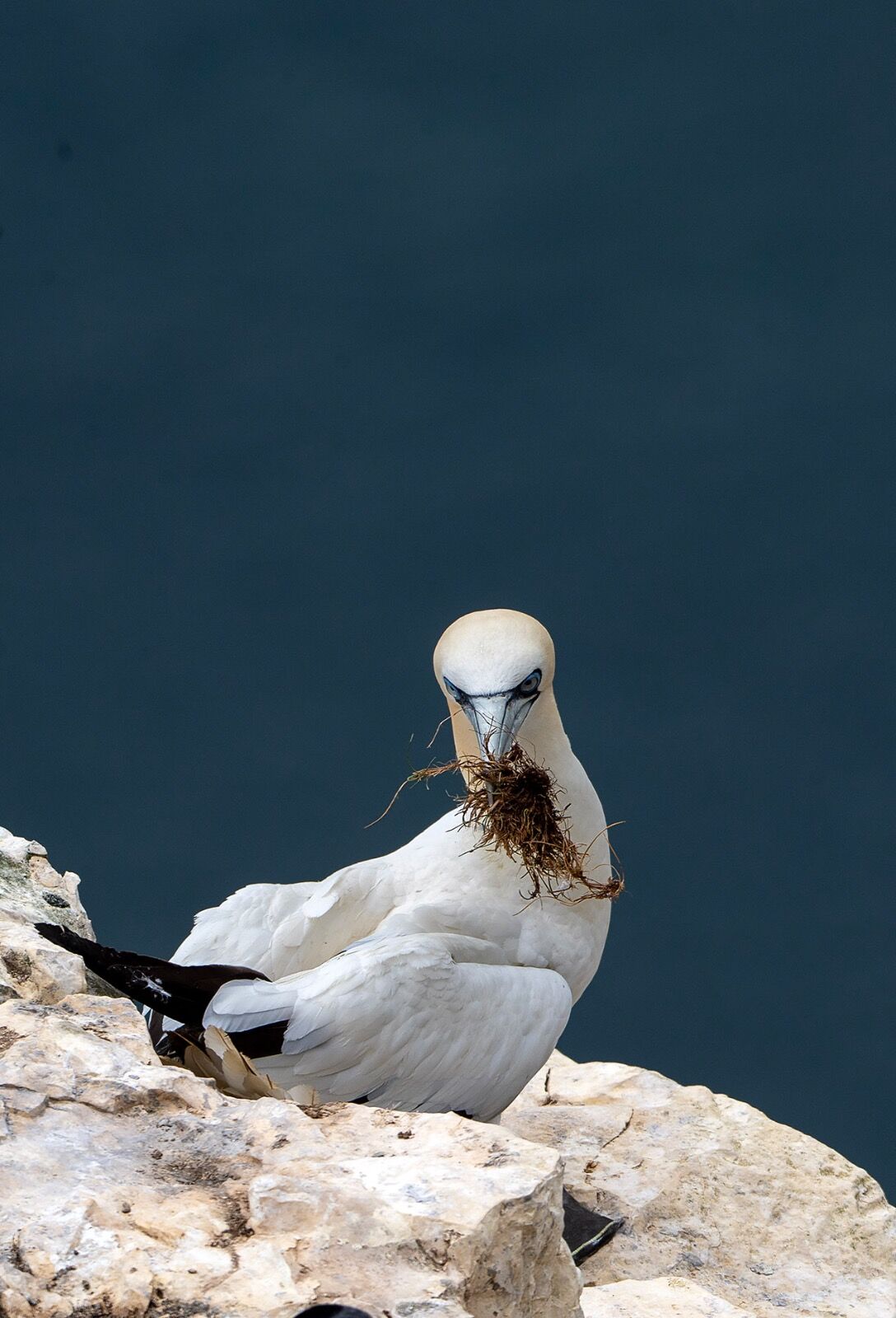 Bempton cliff gannet150725 1300