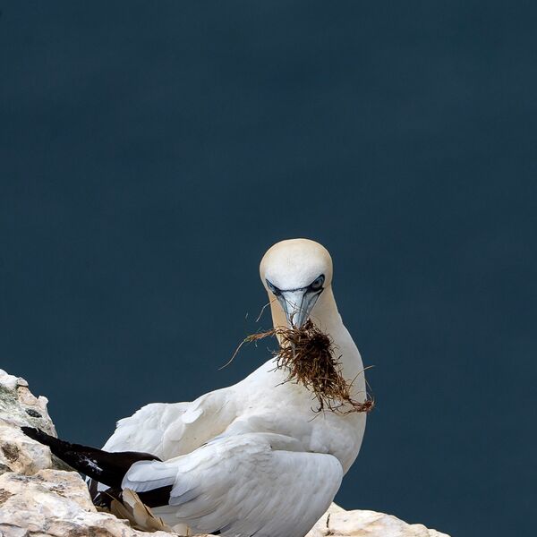 Bempton cliff gannet150725 1300