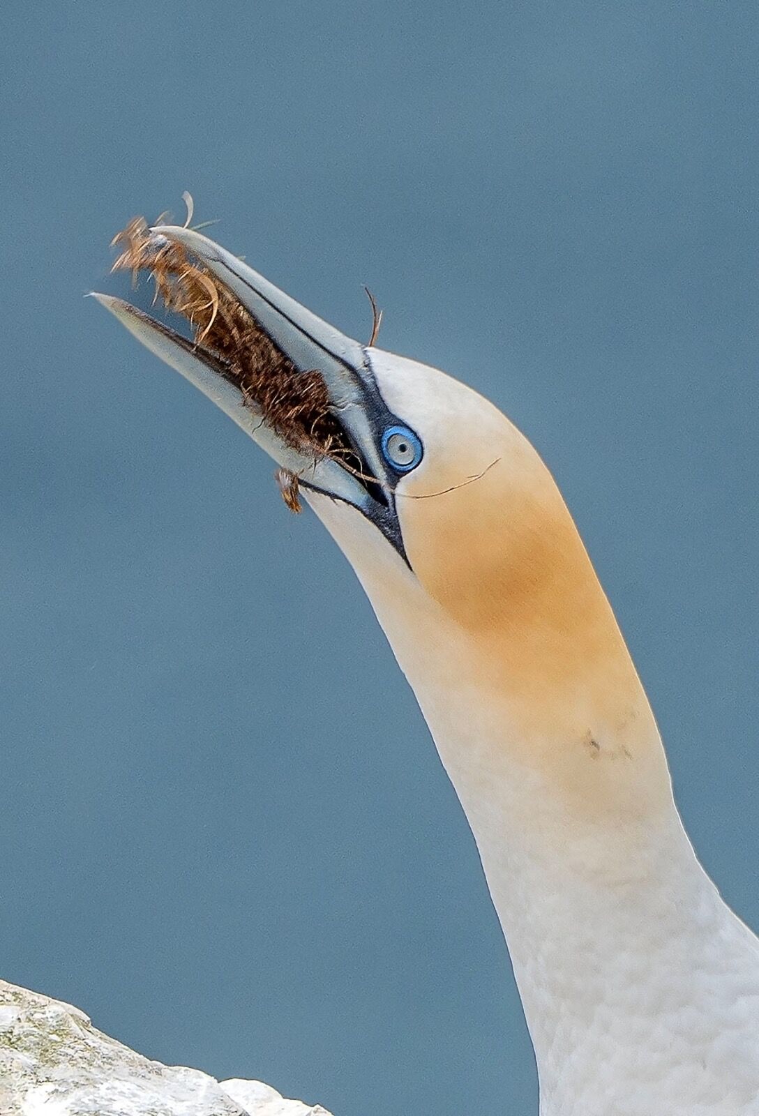 Bempton cliff gannet150725 1305 copy