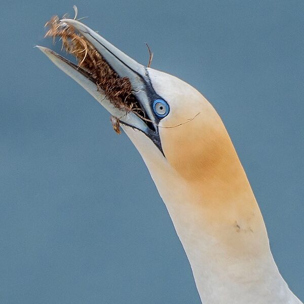 Bempton cliff gannet150725 1305 copy