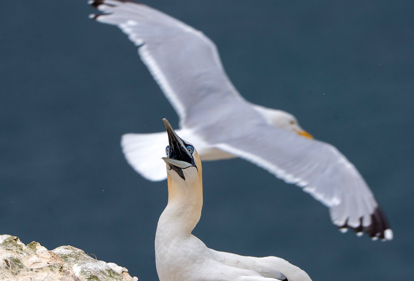 Bempton cliff gannet150725 1306 copy