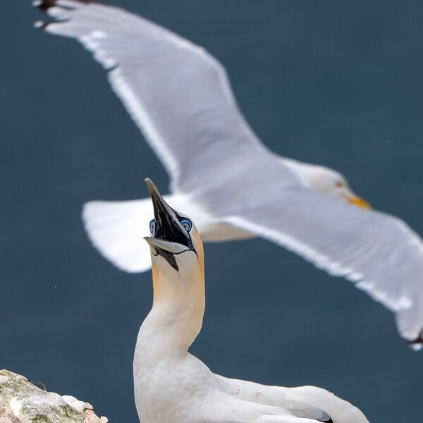 Bempton cliff gannet150725 1306 copy