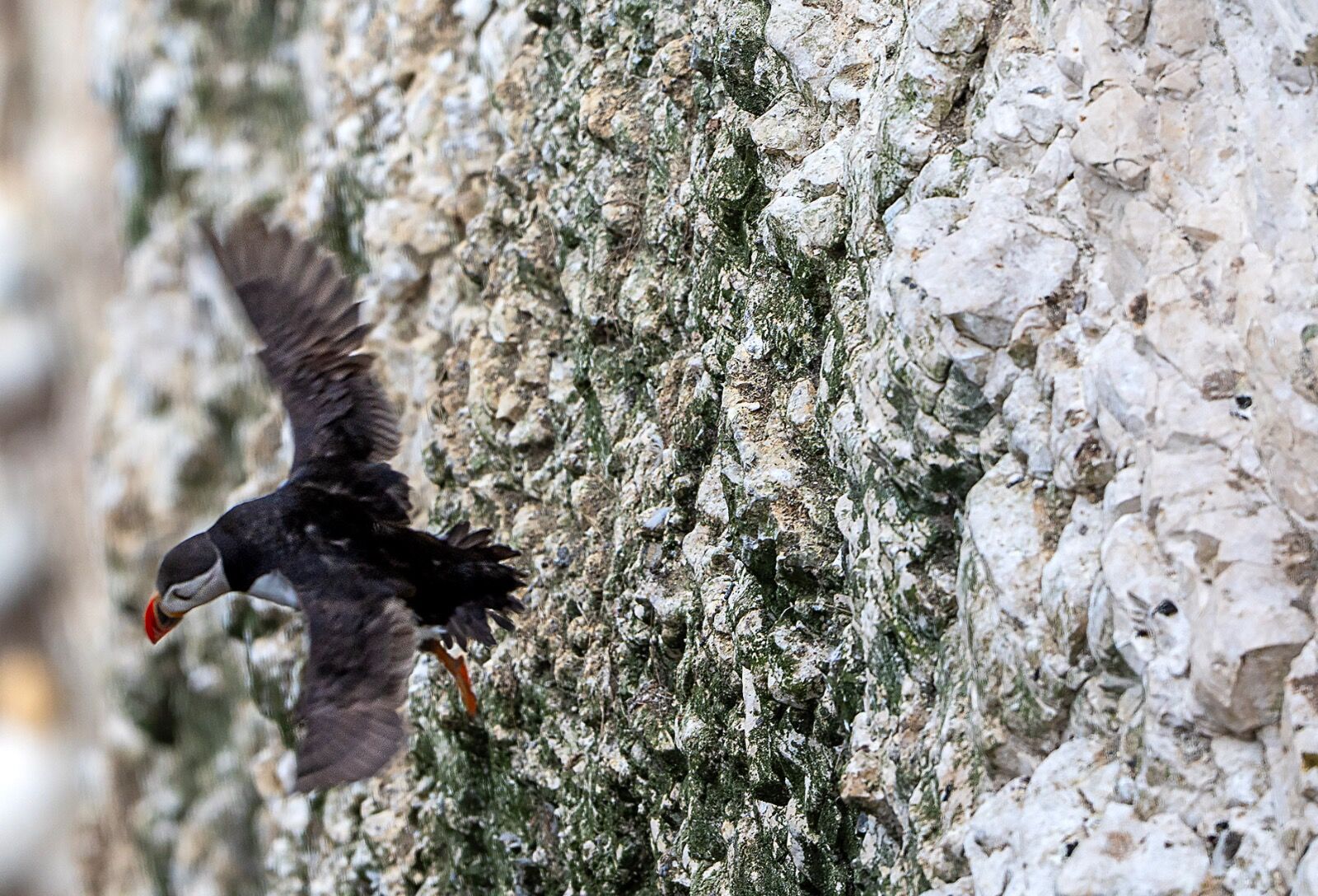Bempton cliff gannet150725 1342