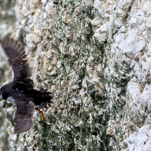 Bempton cliff gannet150725 1342