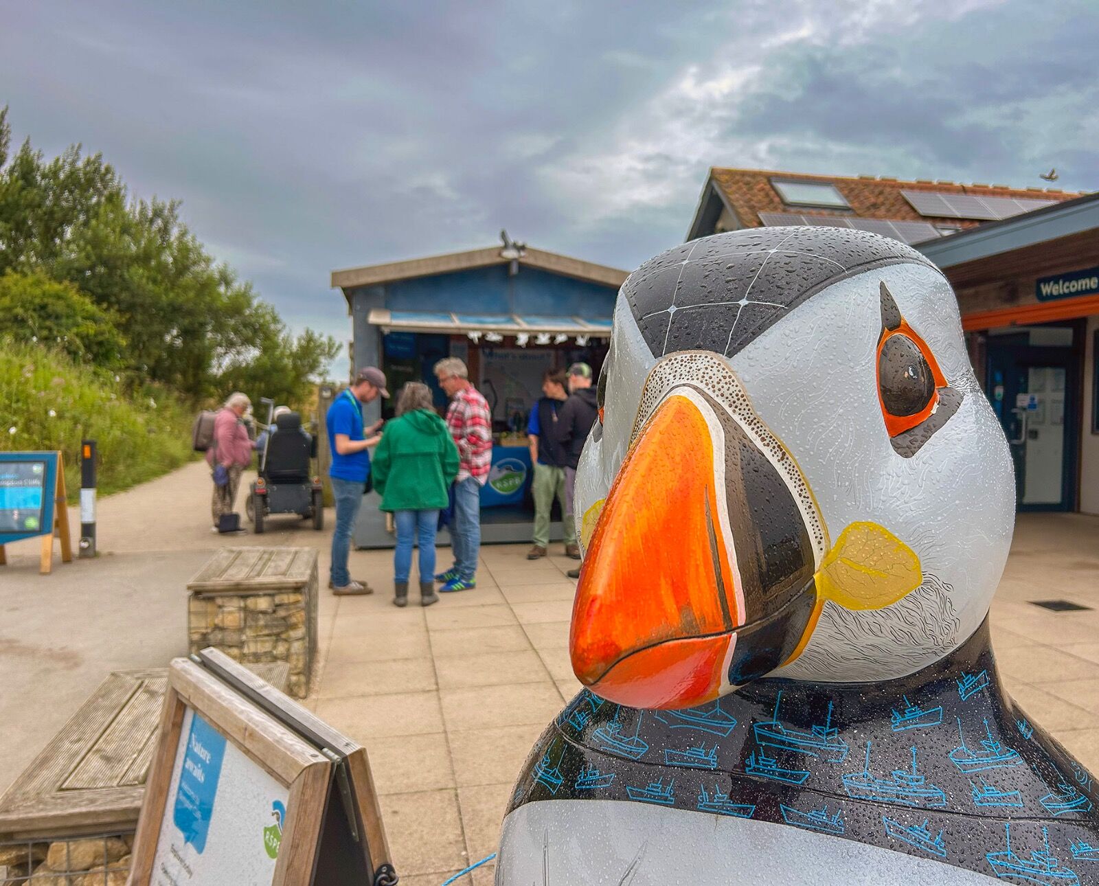 Gaint Puffin Bempton cliffs 150725 9016 copy