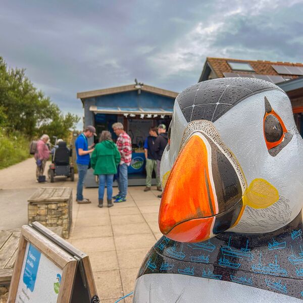 Gaint Puffin Bempton cliffs 150725 9016 copy