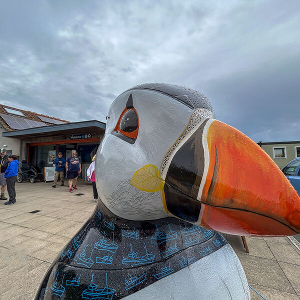 Giant modal Puffin empton cliffs 150725 9020 copy