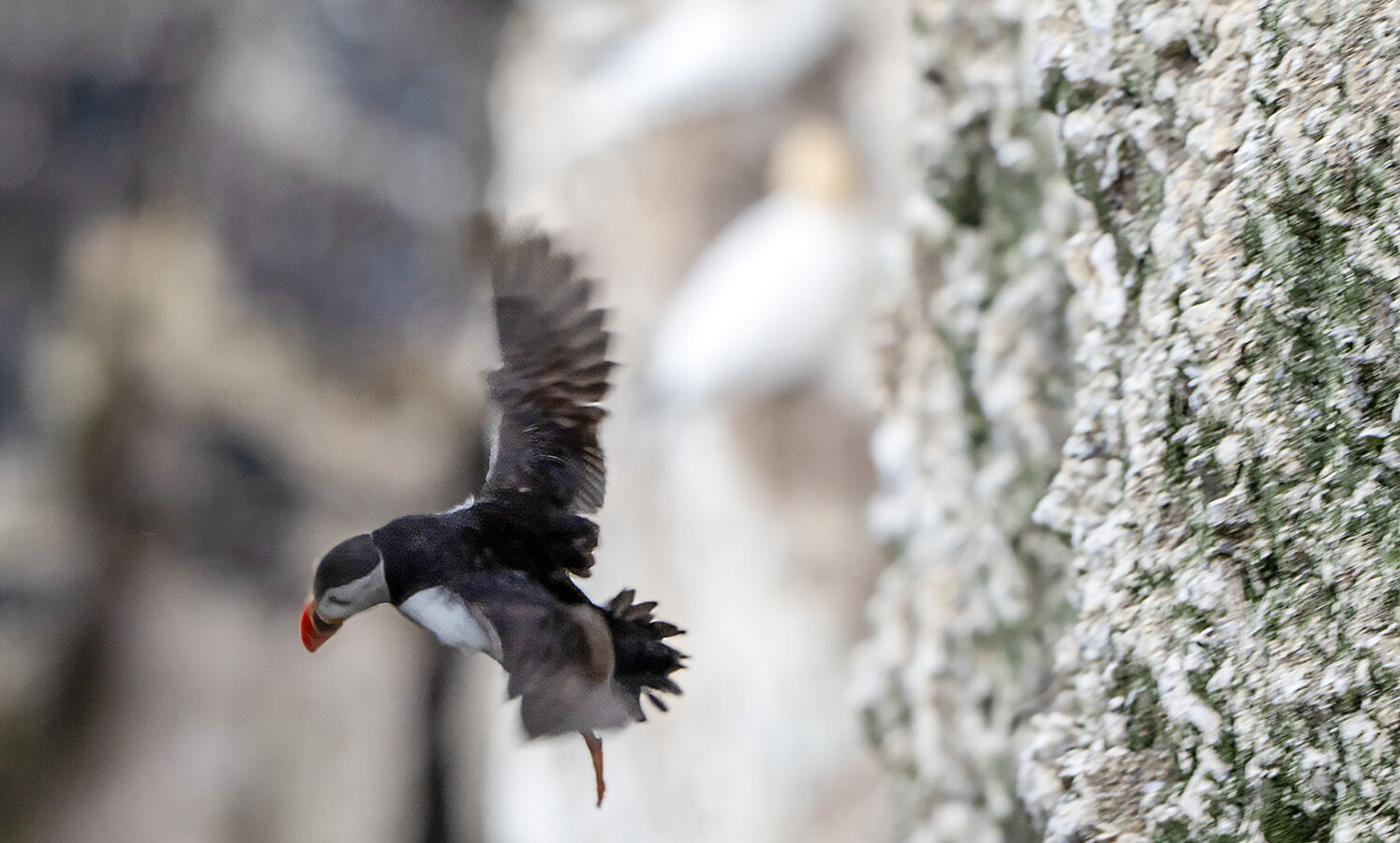 Puffin in flight 150725 1344 -t