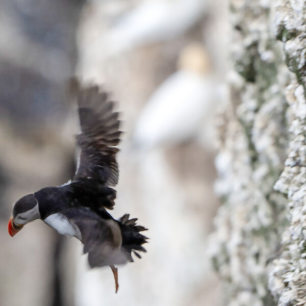 Puffin in flight 150725 1344 -t