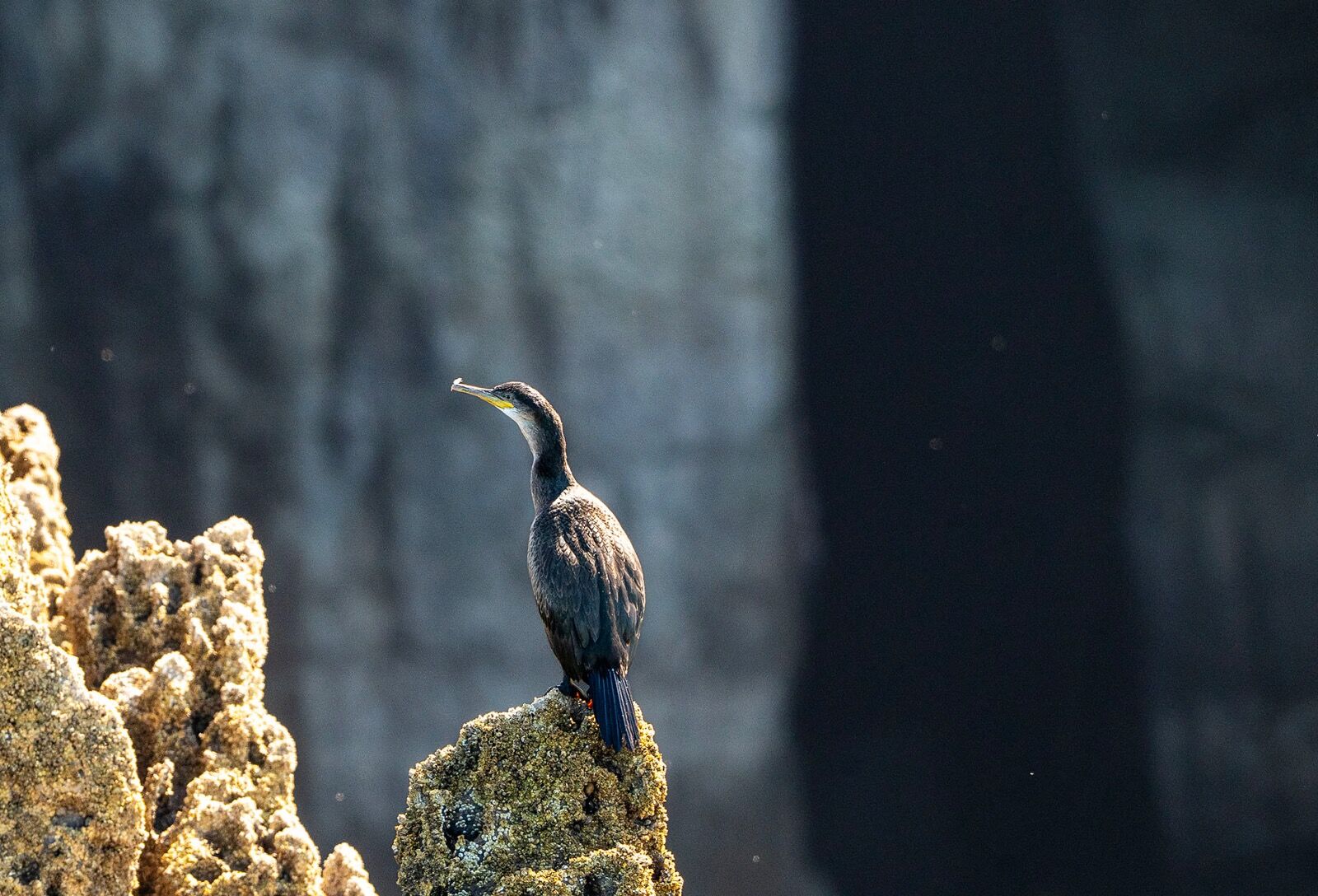 Cormorant 199725 0108