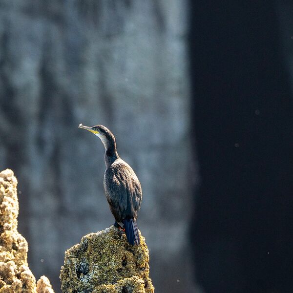 Cormorant 199725 0108