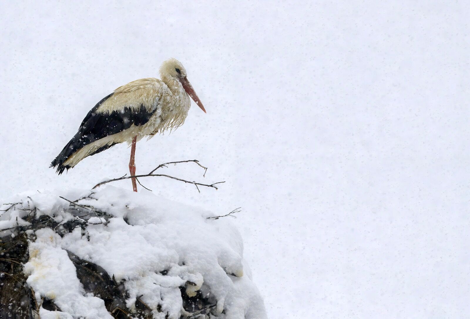 Snow White stork 070425 6118-t
