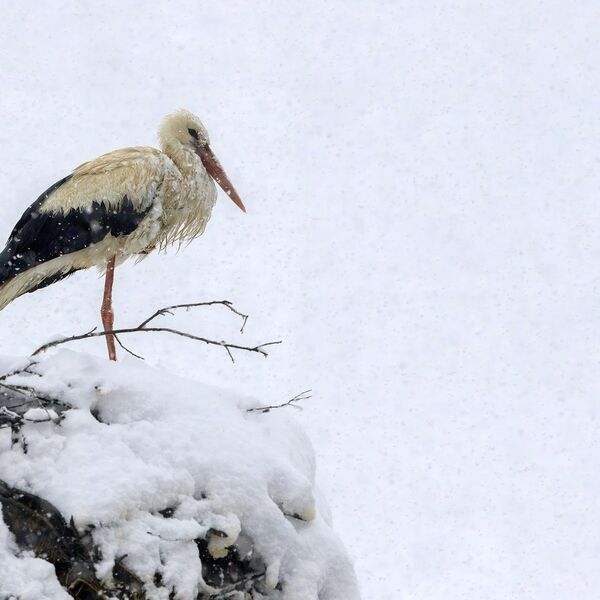 Snow White stork 070425 6118-t