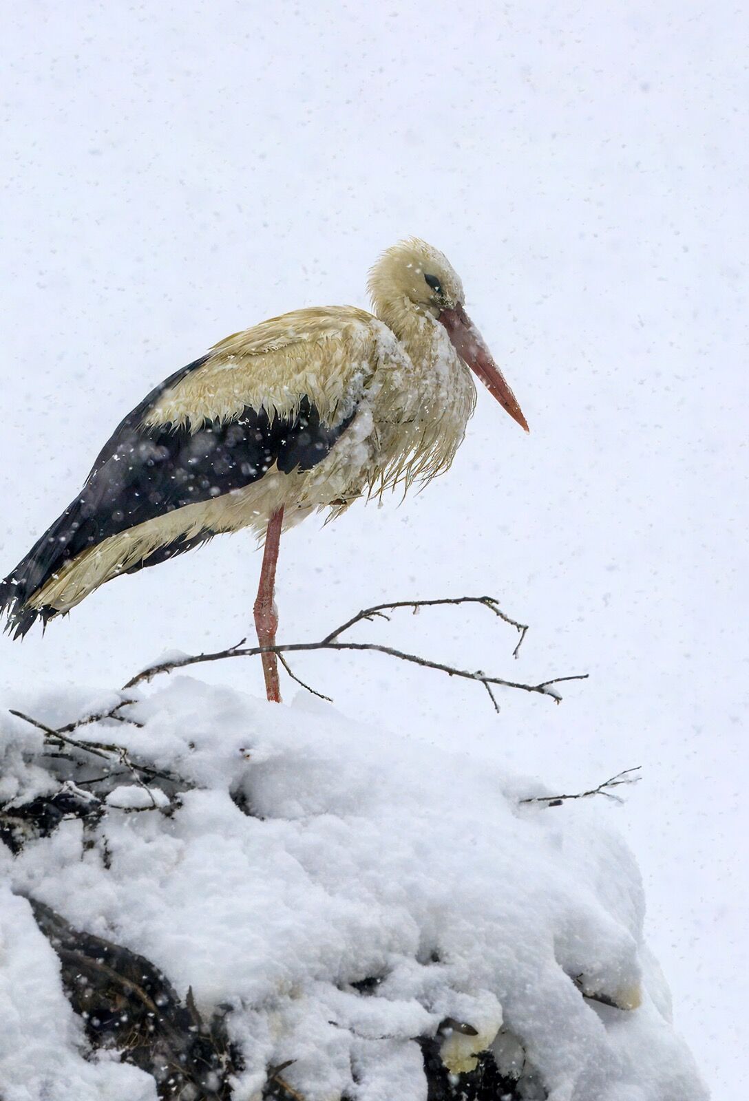 Snow White stork 070425 6119-t