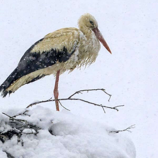 Snow White stork 070425 6119-t