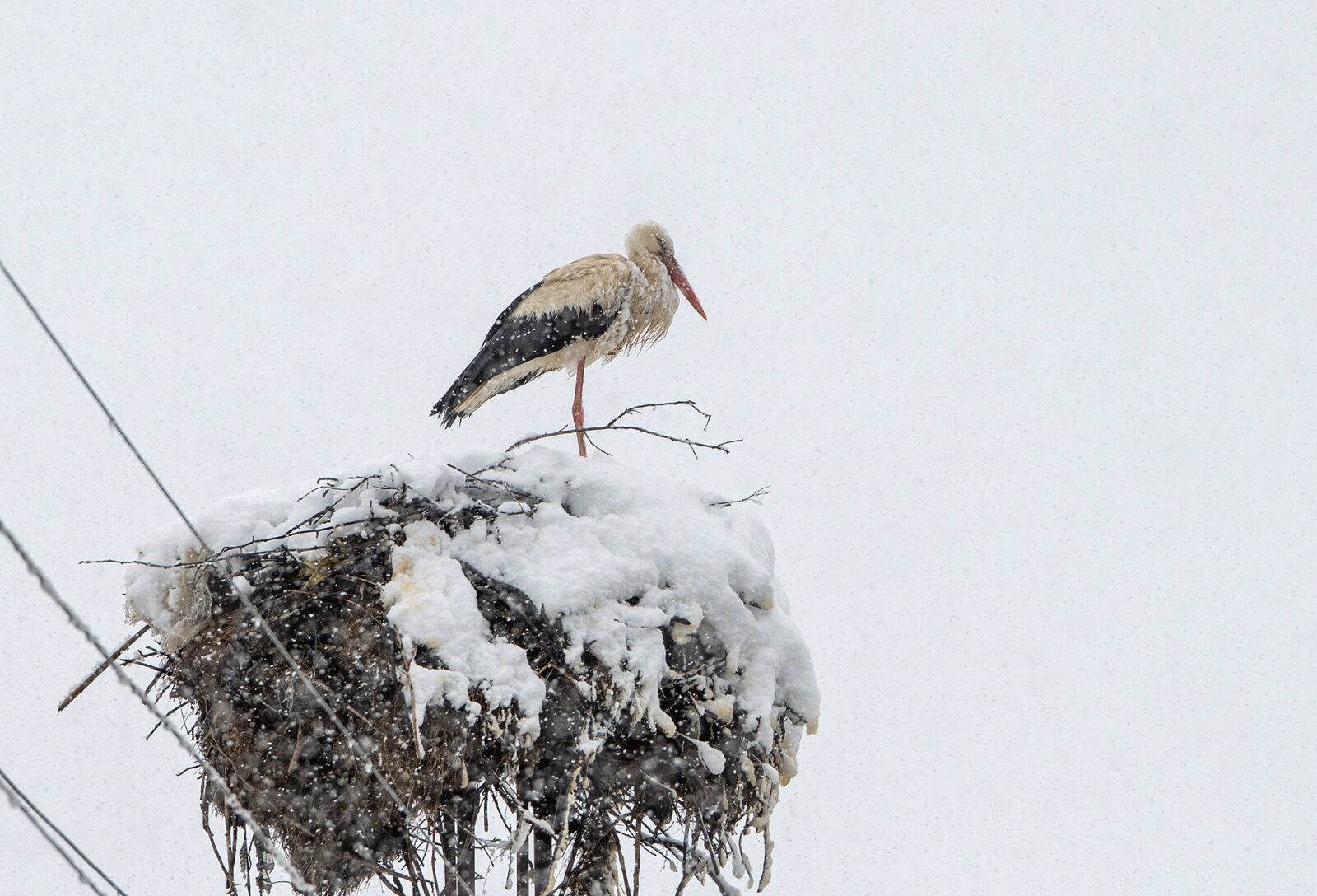 Snow White stork 070425 6122