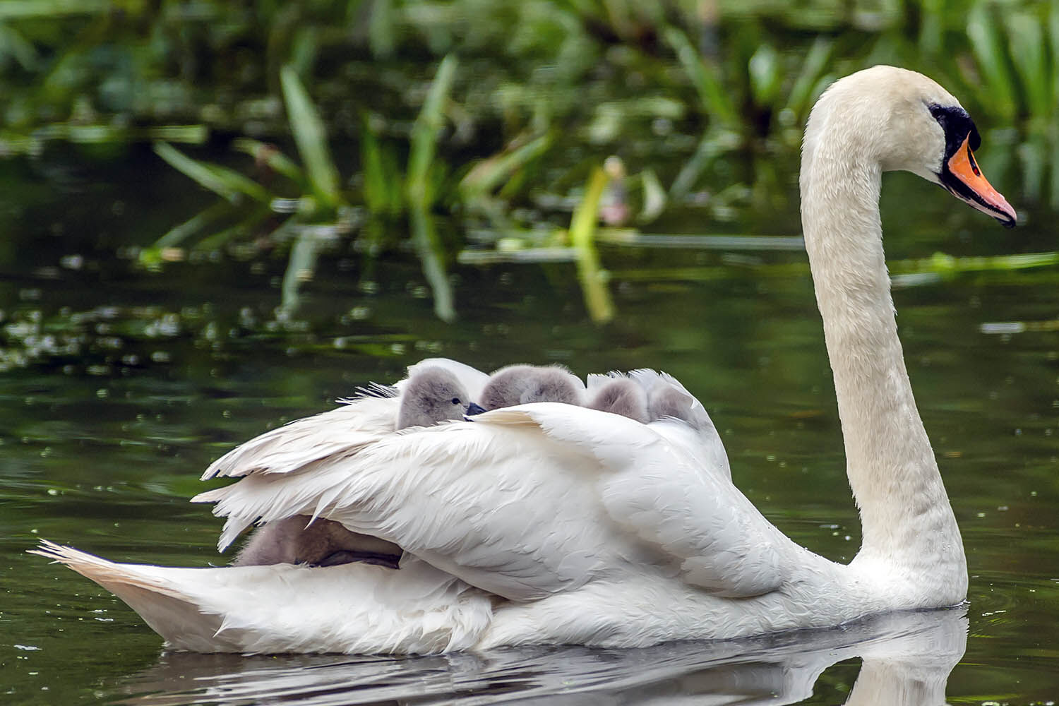 Mother Mute swans