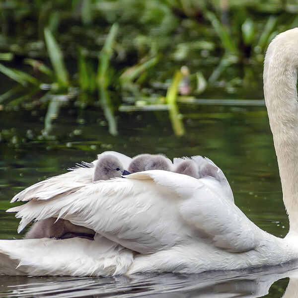 Mother Mute swans