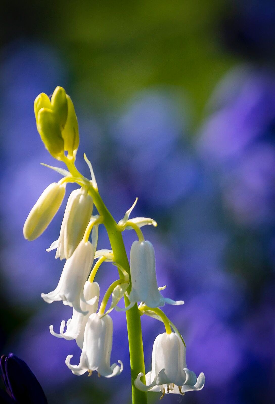 Wildflower White bells purple backdrop