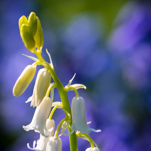 Wildflower White bells purple backdrop