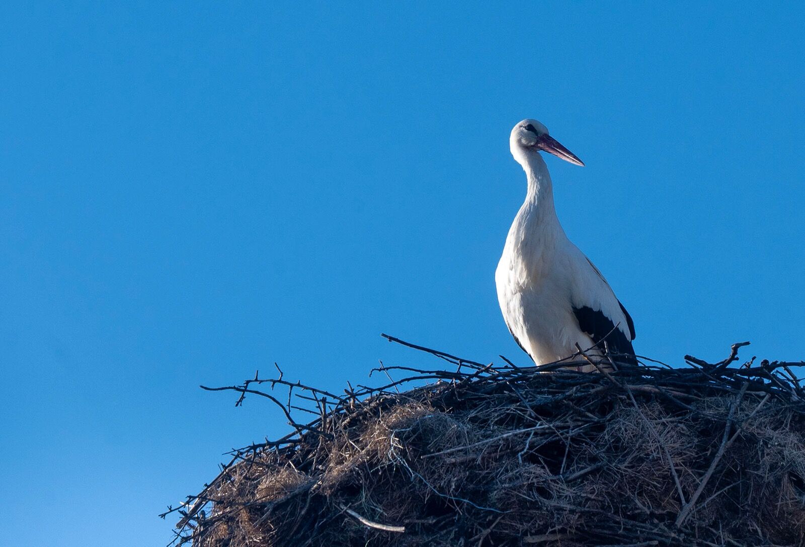 White stork 210325 5873