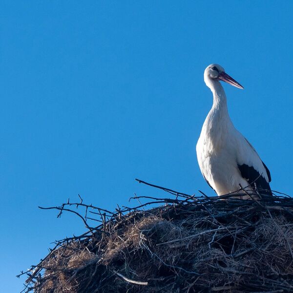 White stork 210325 5873