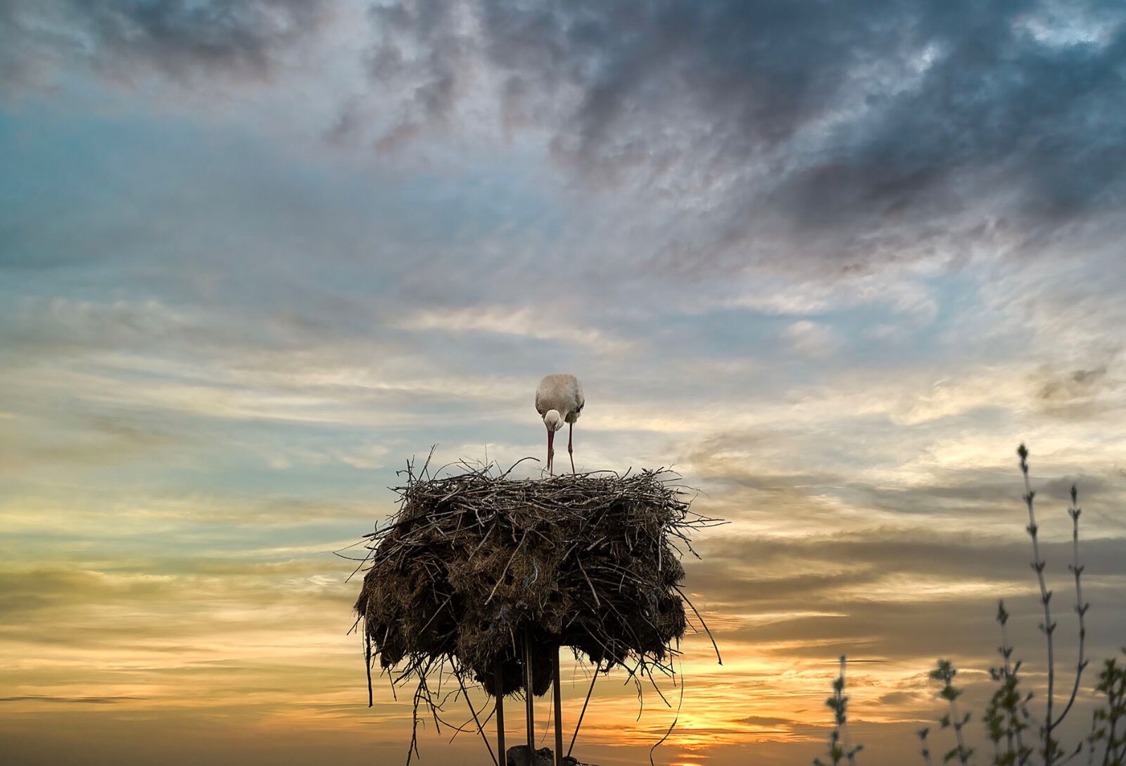 web white stork calendar 25 5835 copy
