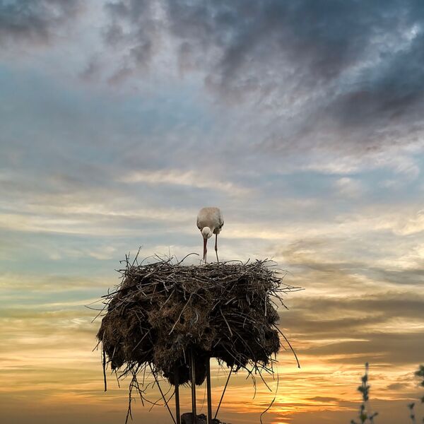 web white stork calendar 25 5835 copy