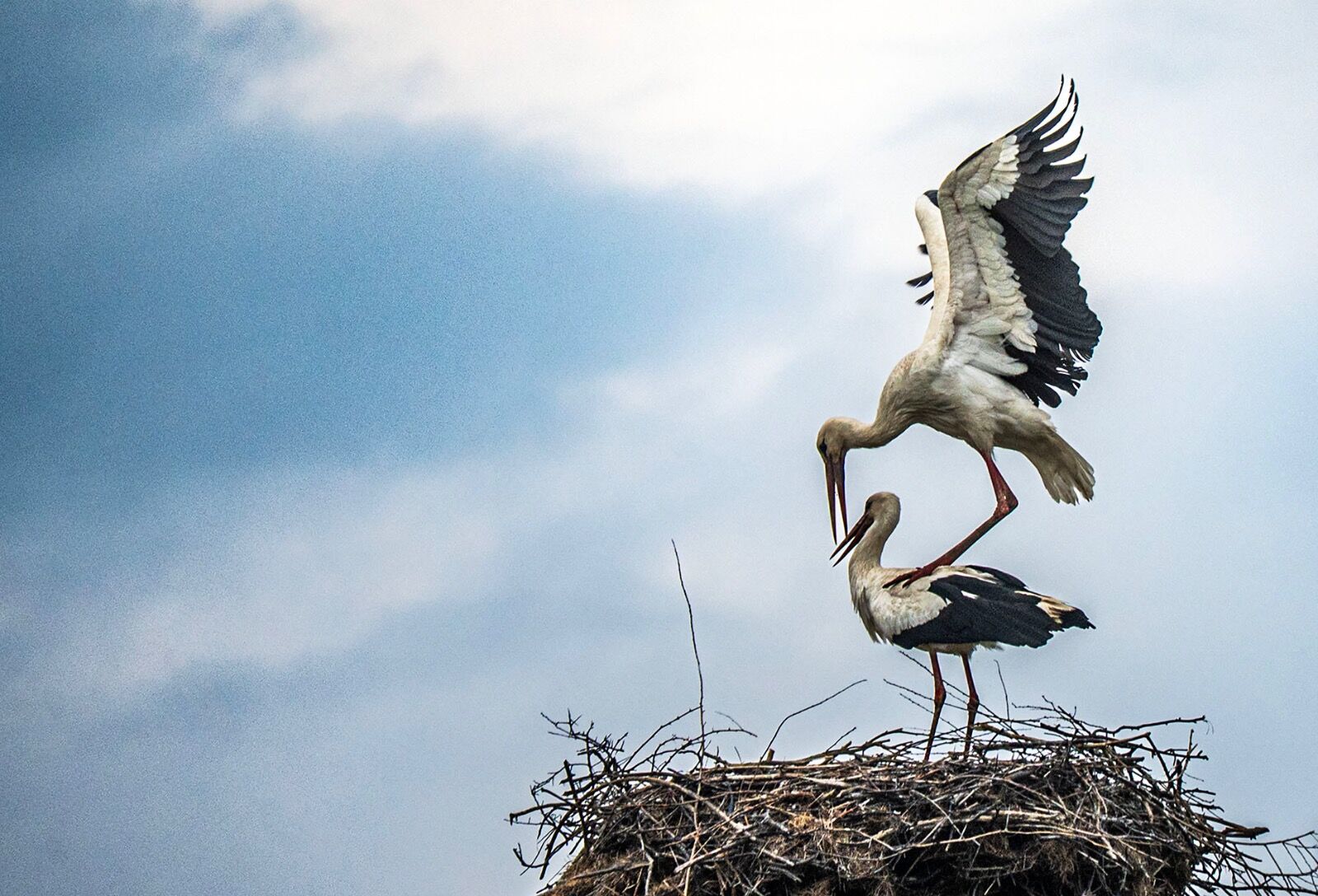 White stork love 310325 6035