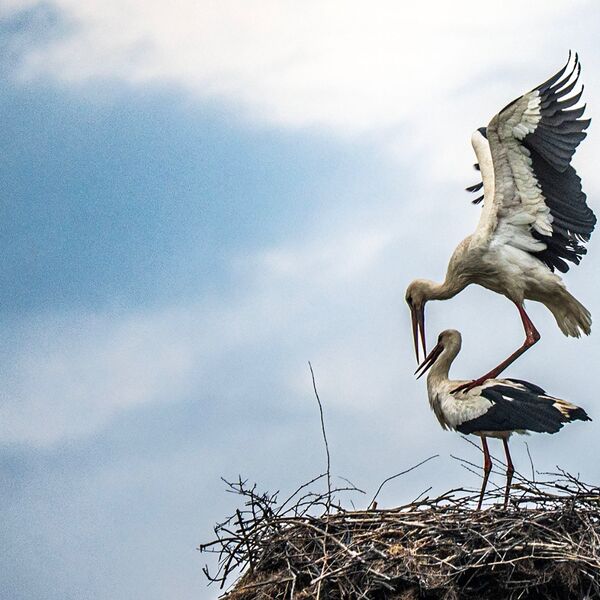 White stork love 310325 6035