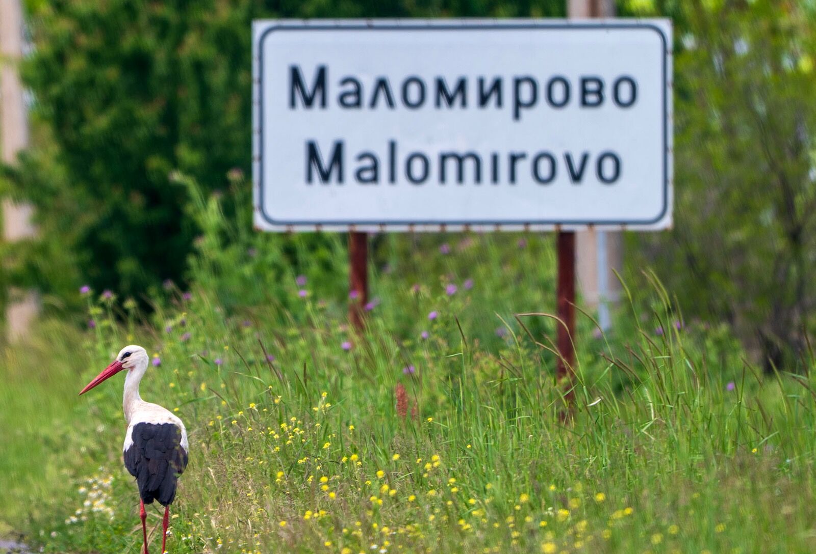 White stork 120525 7667
