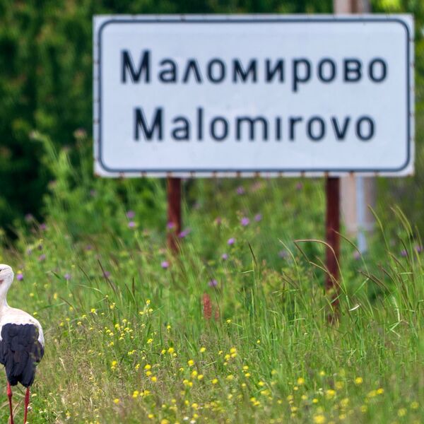 White stork 120525 7667