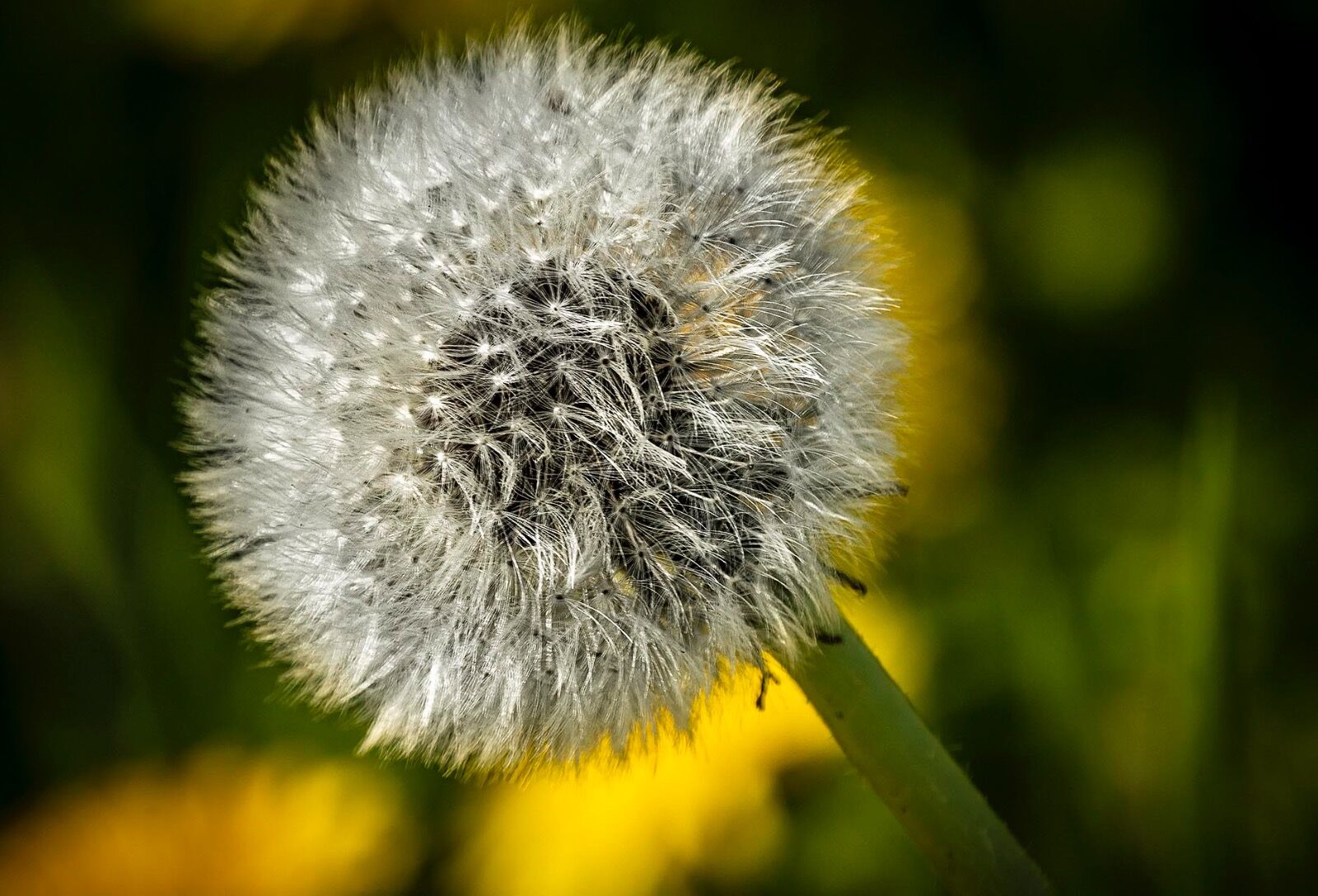 Wildflower head