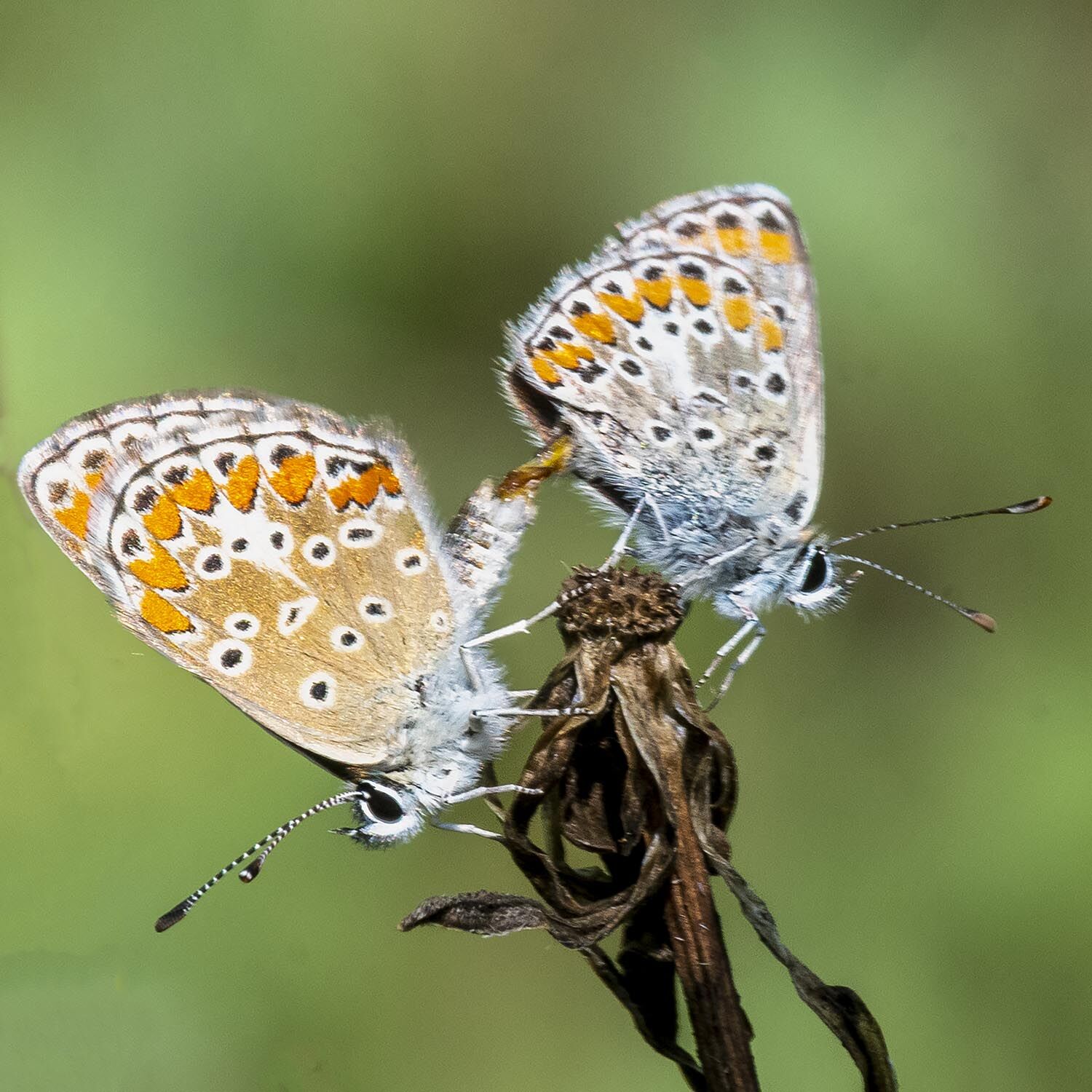 silver blue 7034