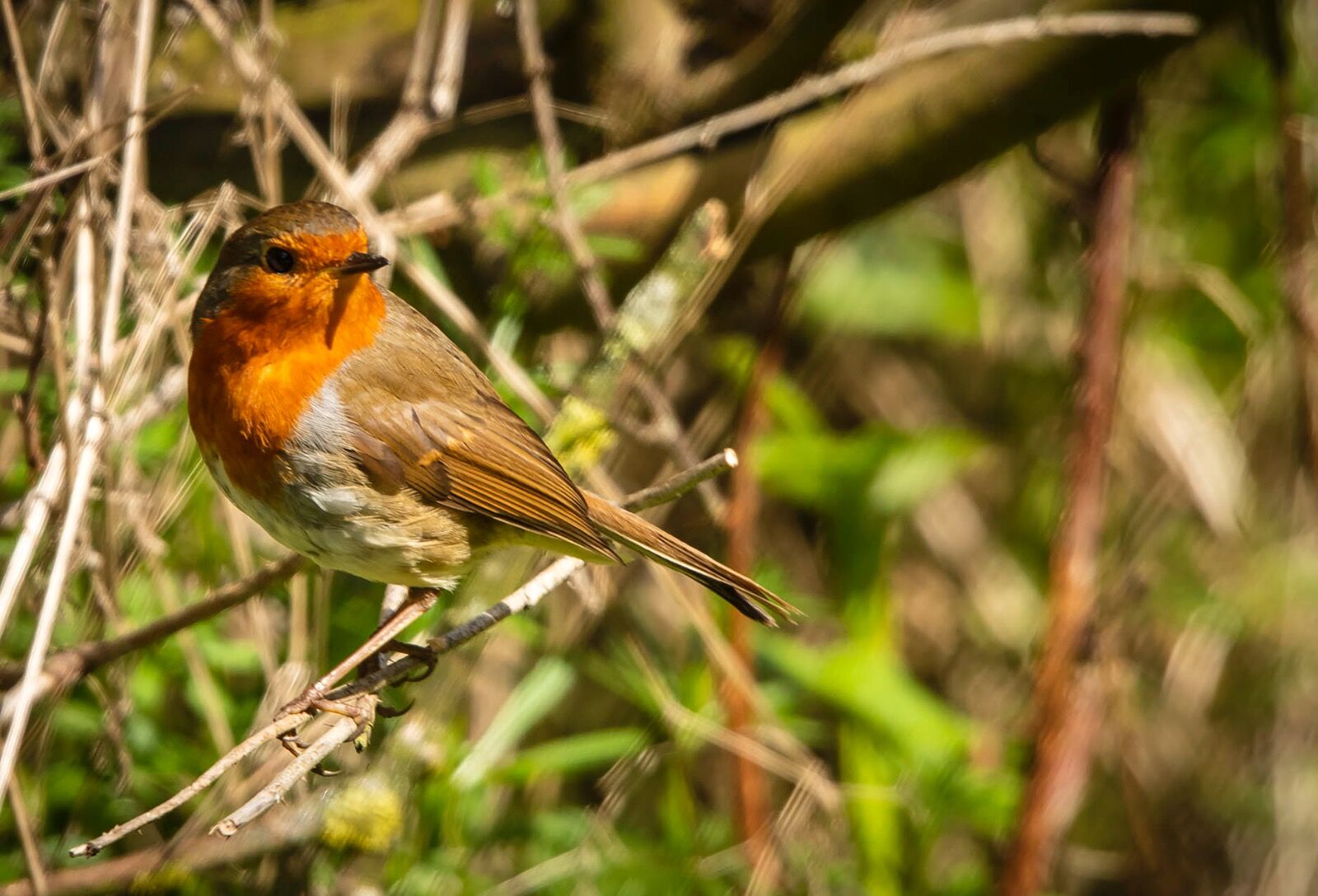Robin