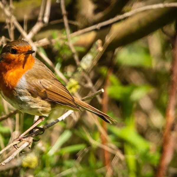 Robin