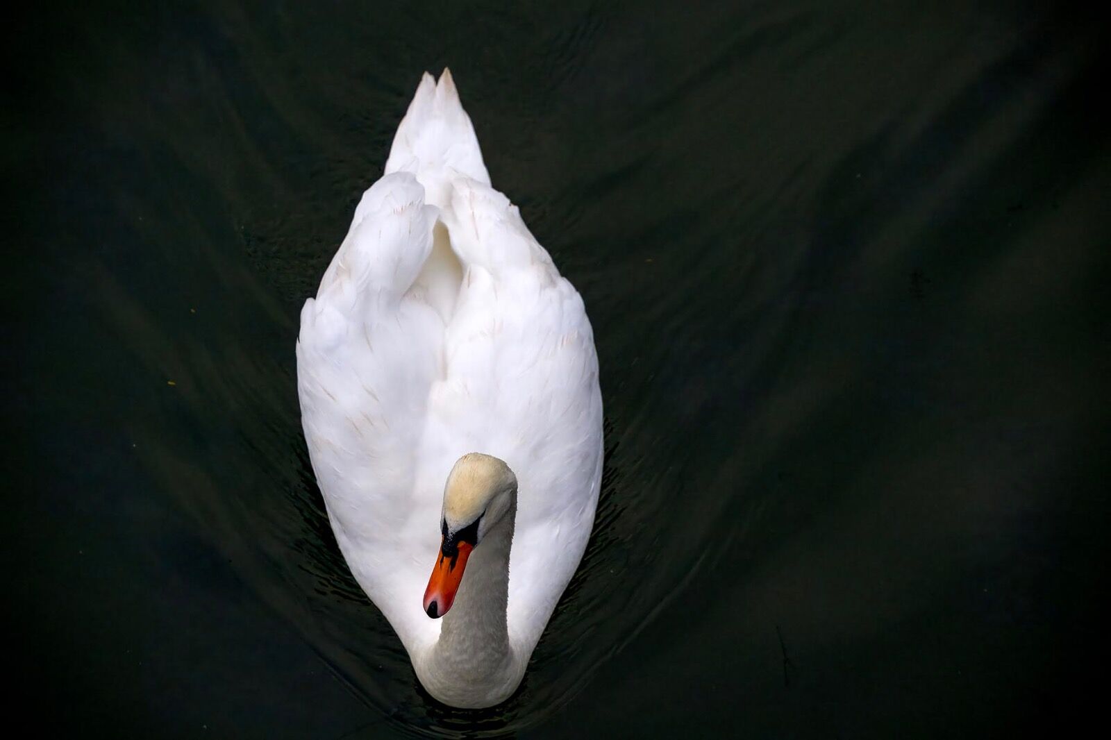 Mute Swan