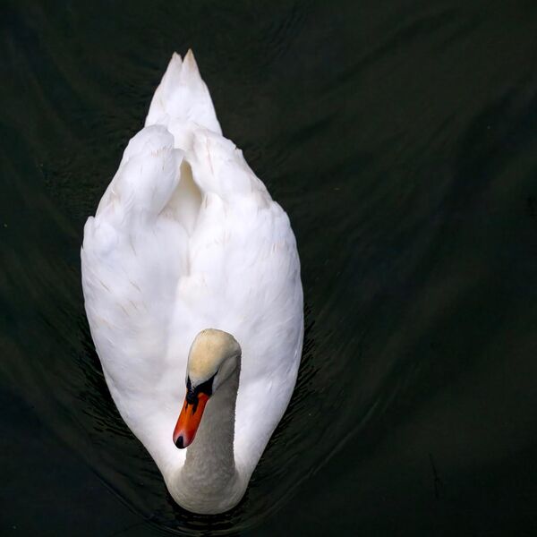 Mute Swan