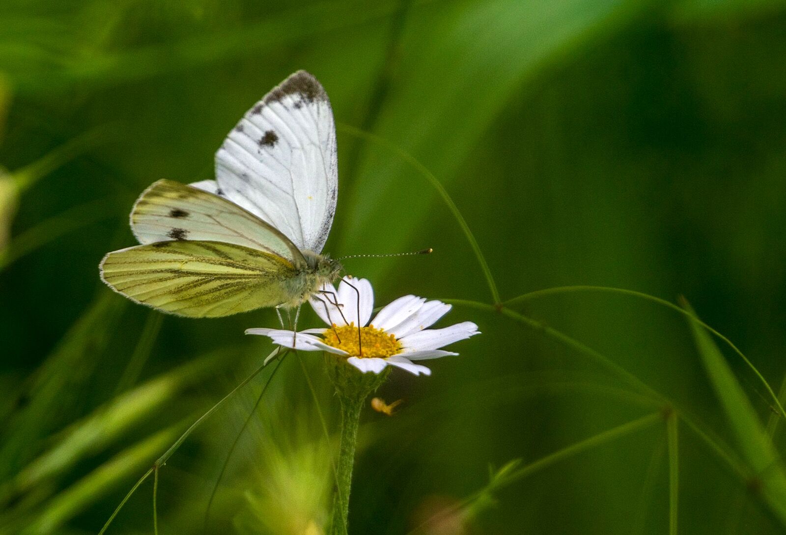 Butterfly 280525 7910