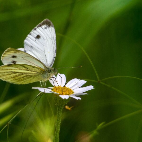 Butterfly 280525 7910