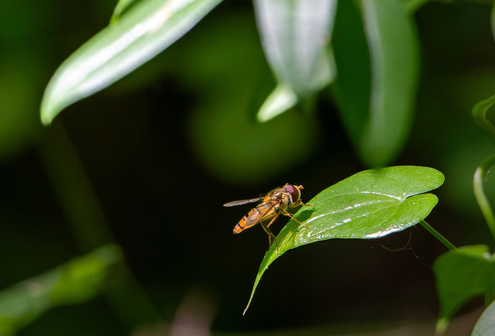 Insect on green leaf wildlife 040725 9055