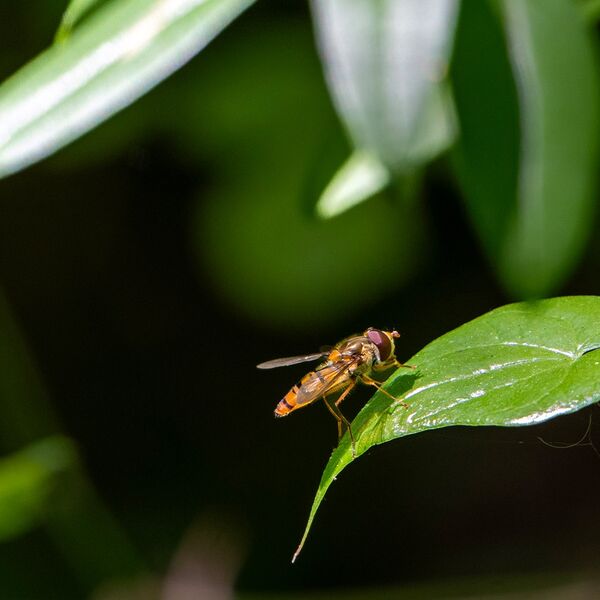 Insect on green leaf wildlife 040725 9055
