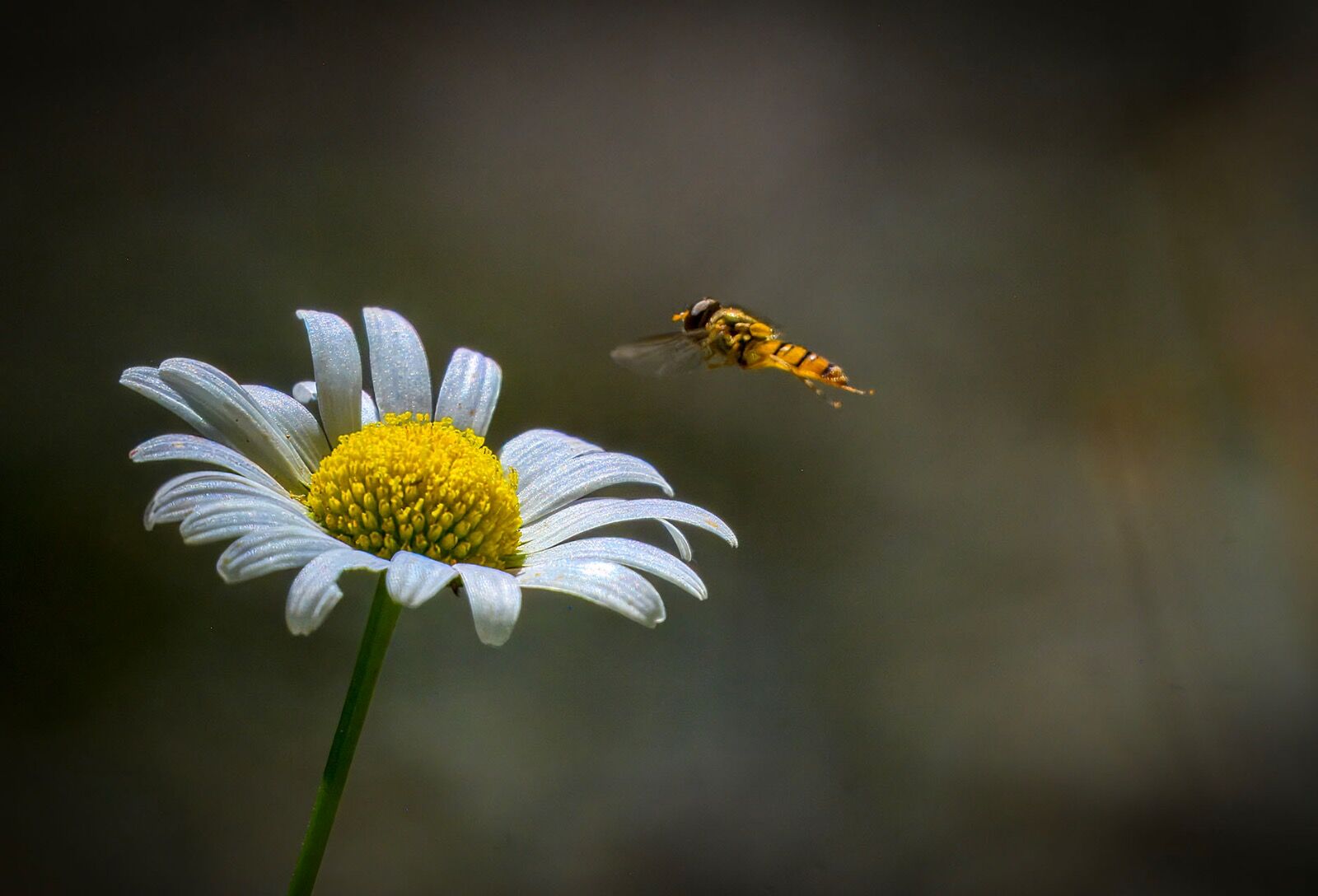 Daisy and Hoverfly  wildlife weather 040725 9112-t-2