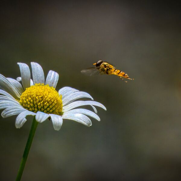 Daisy and Bee