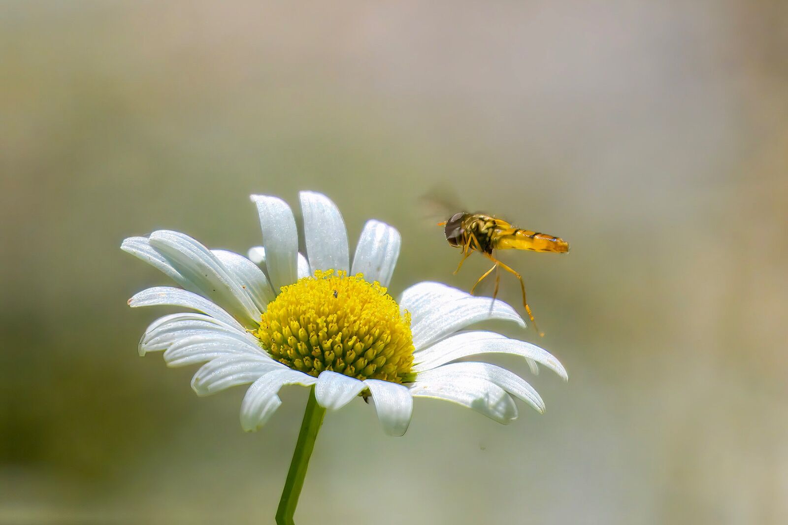 Flower and insect wildlife weather 040725 9114-t