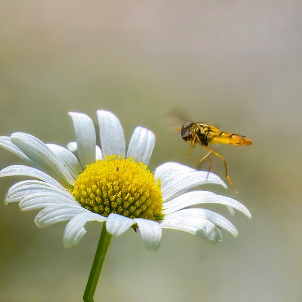Bee hovers Daisy